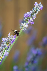 Bee and Lavender