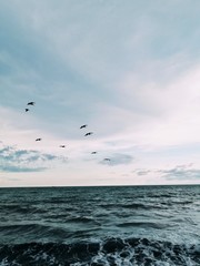 seagulls flying over the sea
