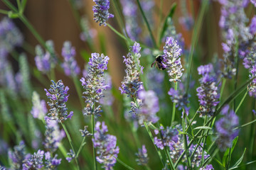 Bee and Lavender