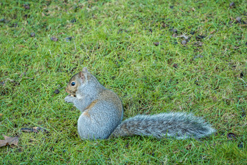Naklejka na ściany i meble close up of a cute brown squirrel sitting on green grass field eating a nut holding on its hands