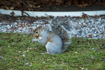 close up of a cute brown squirrel sitting on green grass field eating a nut holding on its hands