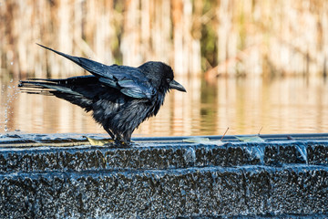 Fototapete bei efototapeten.de bestellen   