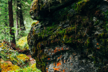 Beautiful mystery taiga with rich flora on high mossy cliff. Big rocky wall with thick moss among fresh greenery in woodland. Big rocks with moss. Atmospheric green forest landscape to highland woods.