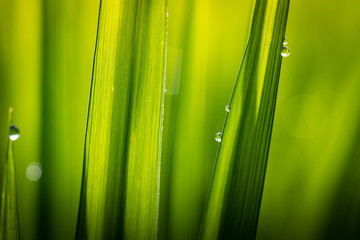 Drops of water on the leaves of rice stalks in the bright morning.
