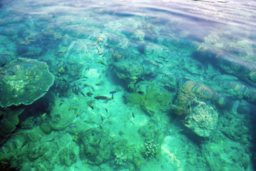 Group Small fishes in the sea 