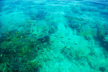 Group Small fishes in the sea 
