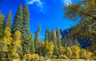 Fototapeta na wymiar Nadelbäume im Yosemite Nationalpark