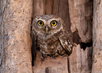 Spotted Owlet