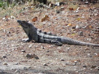 male iguana