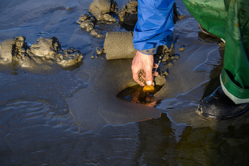 Senior man picking up razor clam from freshly dug hole, Ocean Shores, Washington State, USA