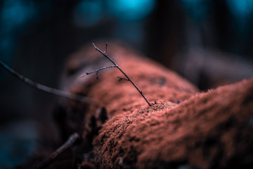Foliage in autumn colors in the woods with leaves in beautiful bokeh background. Fall warm and moody colors in a forest in the countryside of England, UK.