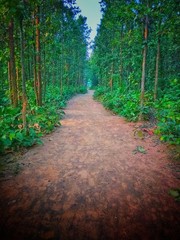 Obraz premium path in the forest