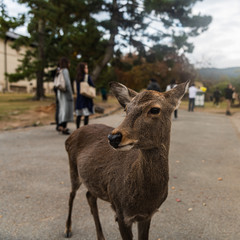 奈良公園のシカ