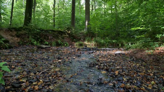 A babbling brook in a forest in Westphalia in Germany on a sunny day in autumn. The creek is called Silver Creek. The German translation is called Silberbach.