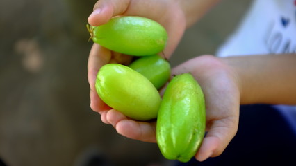 A child's hand offering fresh green bilimbi fruits