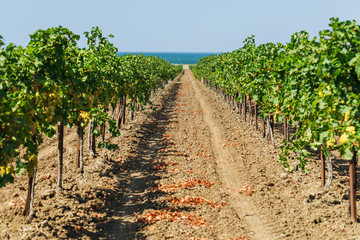 Fototapeta na wymiar Plantation of ripe grapes ready for harvest