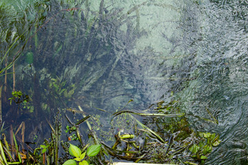 Close-up of Reeds and Water Plants with Duckweed in Blue Water