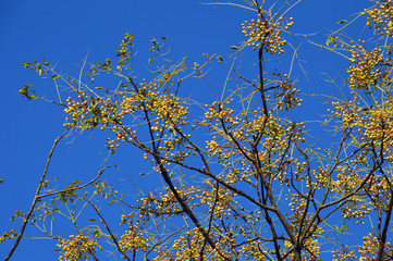 冬の青空を背景に、朝日を浴びたセンダンの果実が輝いている風景