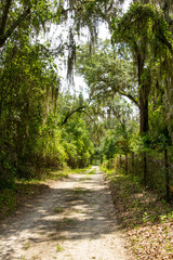 Mossy Green Dirt Path in Florida