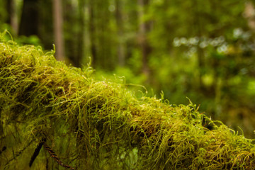 Macro Shot of Green Mosses and Plants Growing on Tree Branch