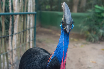 Cassowary