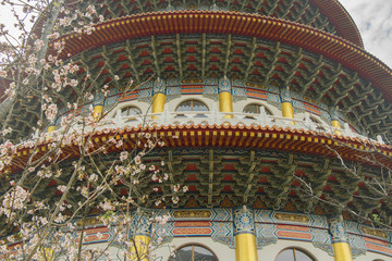 Obraz premium Cherry blossoms are in full bloom at Tianyuan temple, Taipei, Taiwan