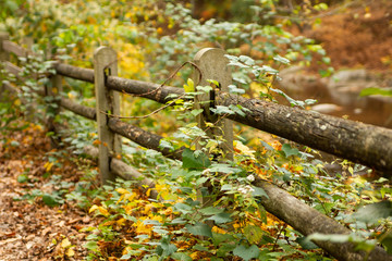 Vines Growing on Wood Fence in Forest