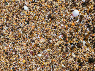 Beautiful shells in the beach making patterns 