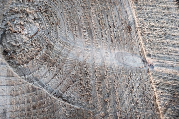 Fototapeta premium Wood texture,woodcut circular section with annual rings ,natural background.