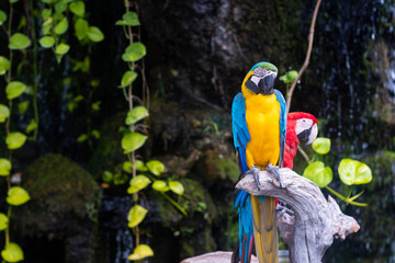 Colorful macaw parrot sitting on the branch, Ara chloroptera on nature background. Wildlife and rainforest exotic tropical birds.