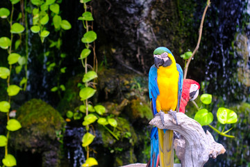 Colorful macaw parrot sitting on the branch, Ara chloroptera on nature background. Wildlife and rainforest exotic tropical birds.