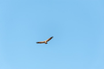 A White-headed vulture -Trigonoceps occipitalis- circling over Etosha National Park, Namibia.