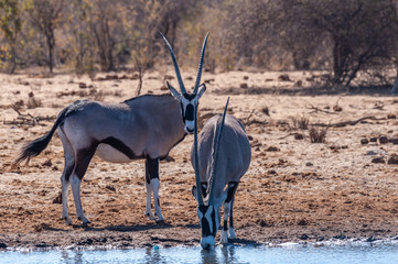 Two Orynx - Oryx gazelle- drinking from a waterhole in Etosha national park, Namibia