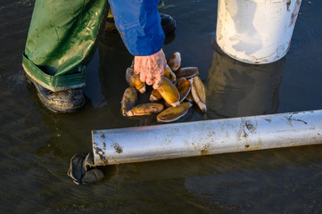 Senior man picking up freshly rinsed off razor clams to put back in bucket, Ocean Shores, Washington State, USA © knelson20