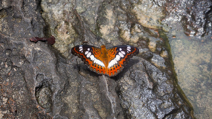 A Butterfly on the ground.