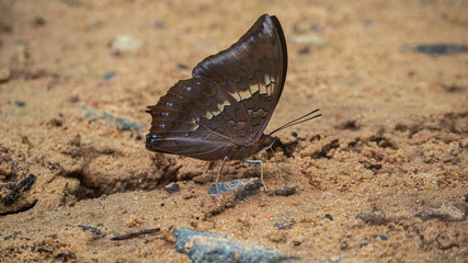 A Butterfly on the ground.