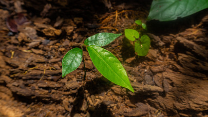 The green tree stand on the ground.