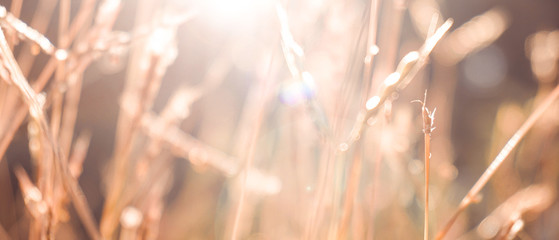 De-focused dry grass background 