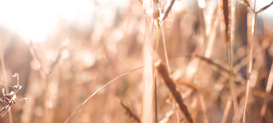 De-focused dry grass background 