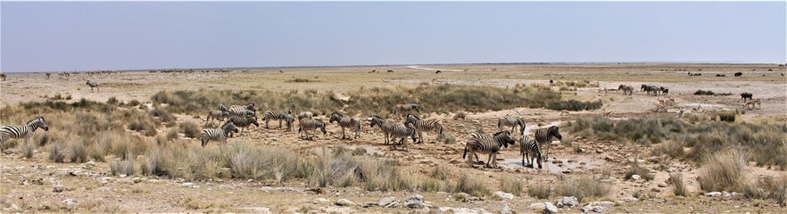 Fototapeta na wymiar Herd of Zebras in Etosha Nationalpark, Namibia standing around