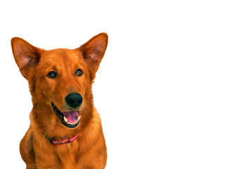 Smiling dog at green background. Happy pet