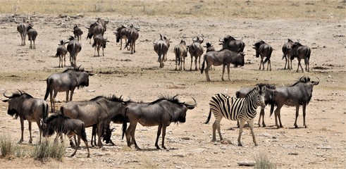 Herd of black wildebeests standing around and watching. One zebra in this herd. Nice scene, etosha nationalpark, namibia, africa