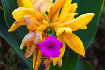 purple colored Aurelia flower in between canna flower 