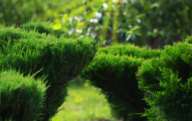 Cossack juniper ( lat. Juniperus sabina). Shearing of the juniper with gardening scissors, Soft focus. Garden art/ design/ landscape. Topiary. Blurred background with juniper.
