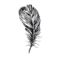 Feather hand drawn on white background