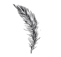 Obraz premium Feather hand drawn on white background