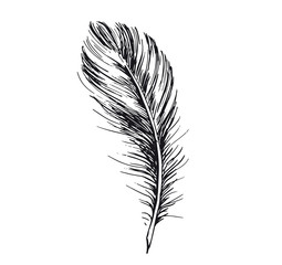 Feather hand drawn on white background