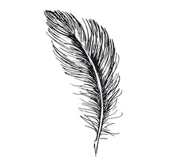 Feather hand drawn on white background