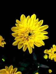 Yellow Daisy flowers Closeup Photography 