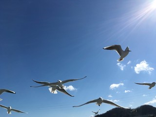 カモメ　Seagull